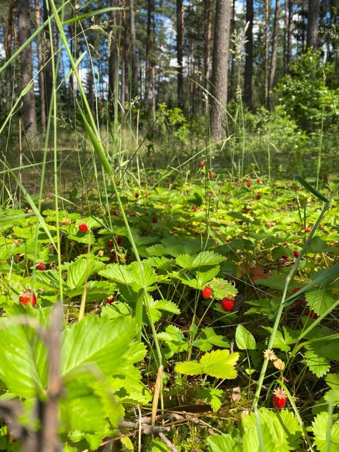 Rojaus Slenis Villa Druskininkai Kültér fotó