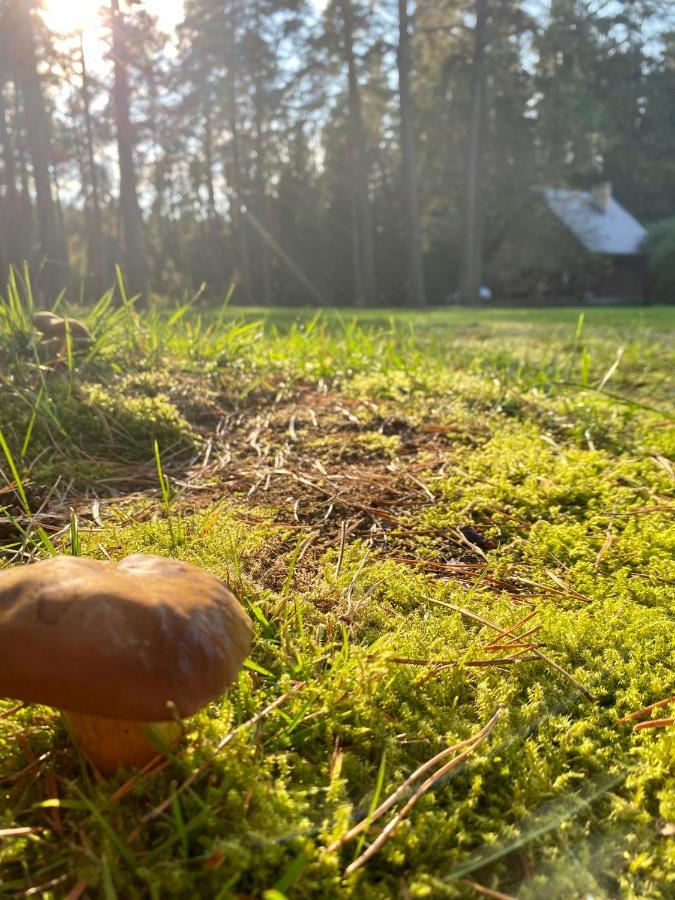 Rojaus Slenis Villa Druskininkai Kültér fotó
